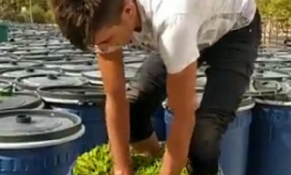 Άγνωστη λέξη το "υγειονομικό" στην Τουρκία: Πατάνε με τα πόδια τις ντομάτες...